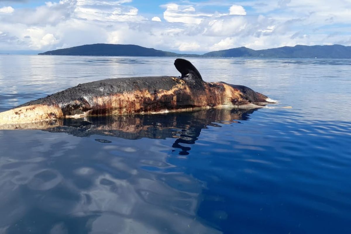 Warga temukan hiu paus mati terapung di perairan Raja Ampat