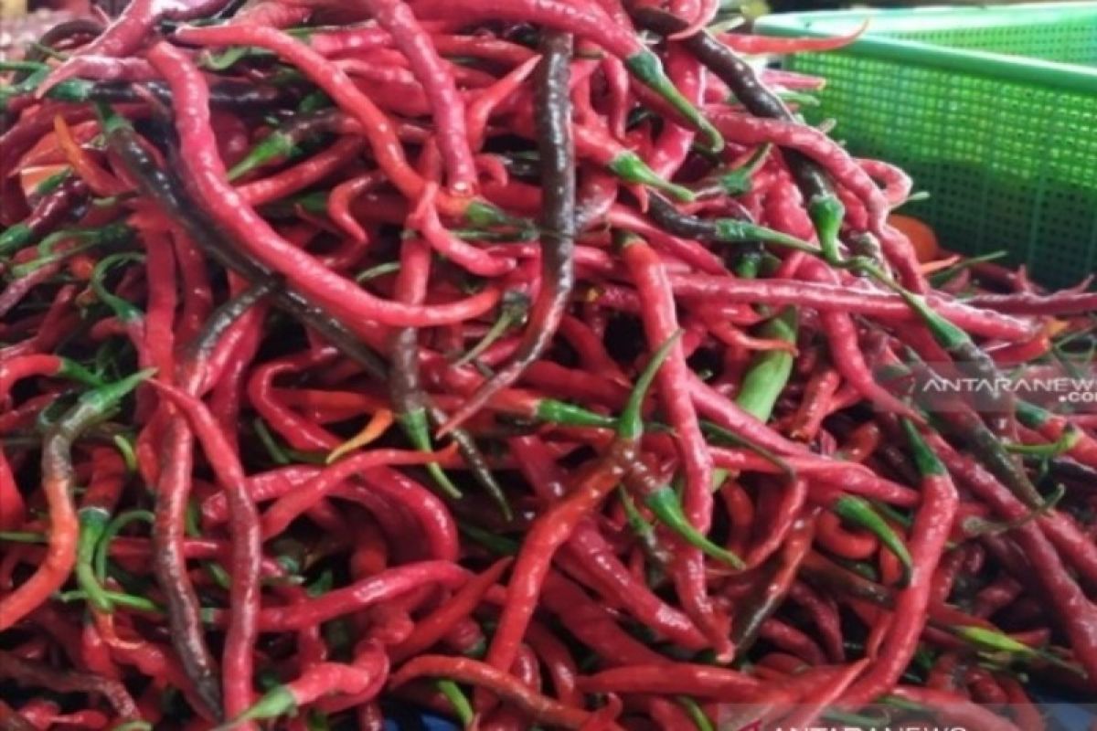 Harga pangan hari ini,  cabai  merah keriting turun jadi Rp31.880 per kg