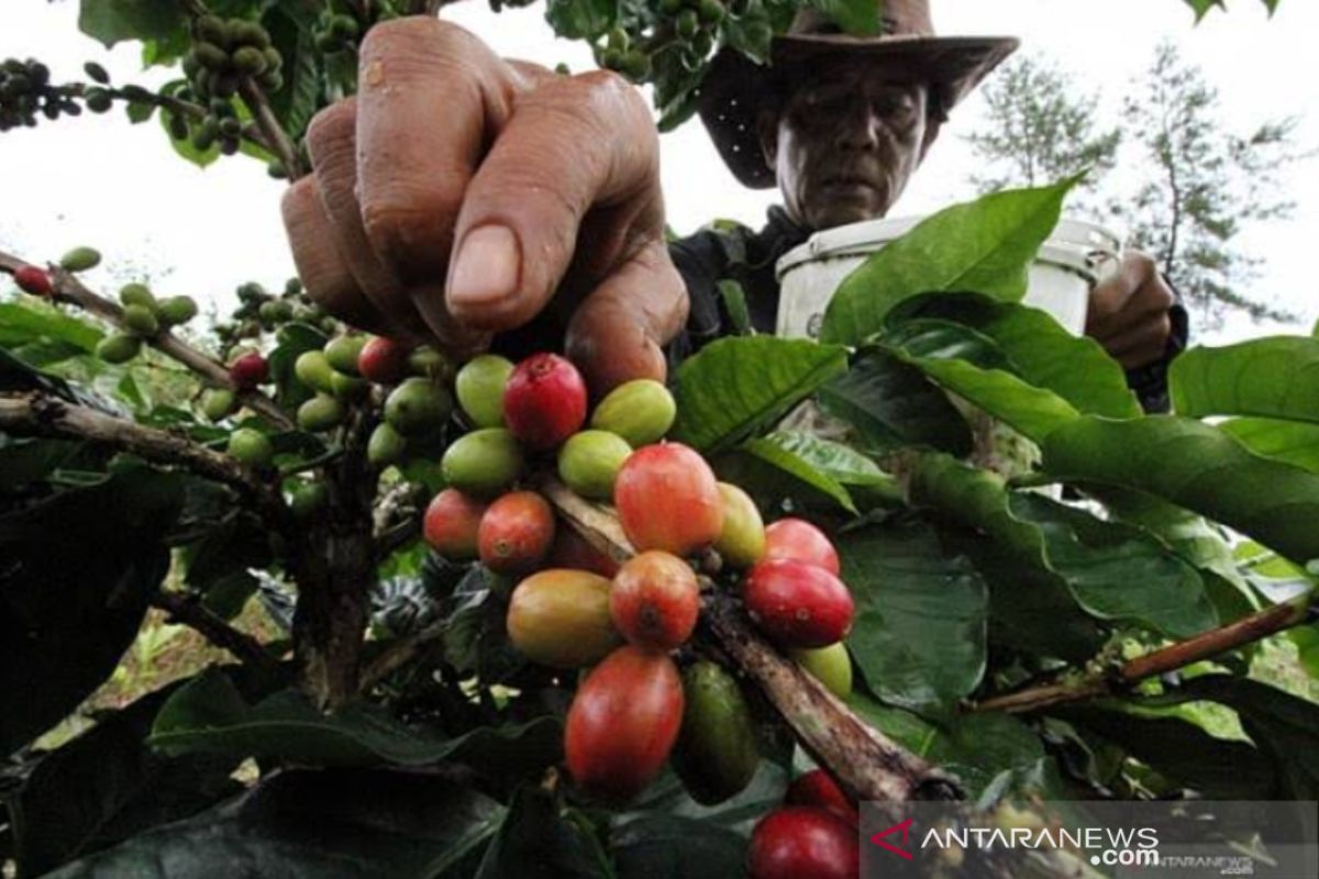 Petani kopi di Purwakarta bingung pasarkan produknya saat pandemi