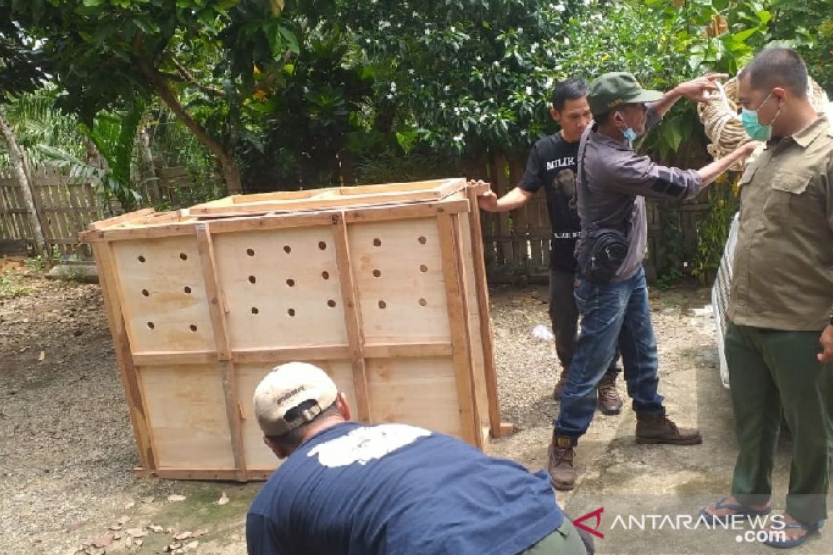 Polisi Seluma sita seekor rusa sambar dalam Operasi Wanalaga Bengkulu