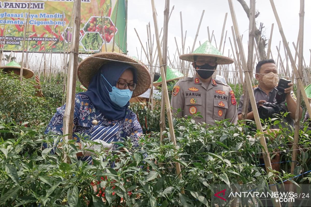 Bupati Bogor berupaya tingkatkan produktivitas cabai di 59 hektare lahan