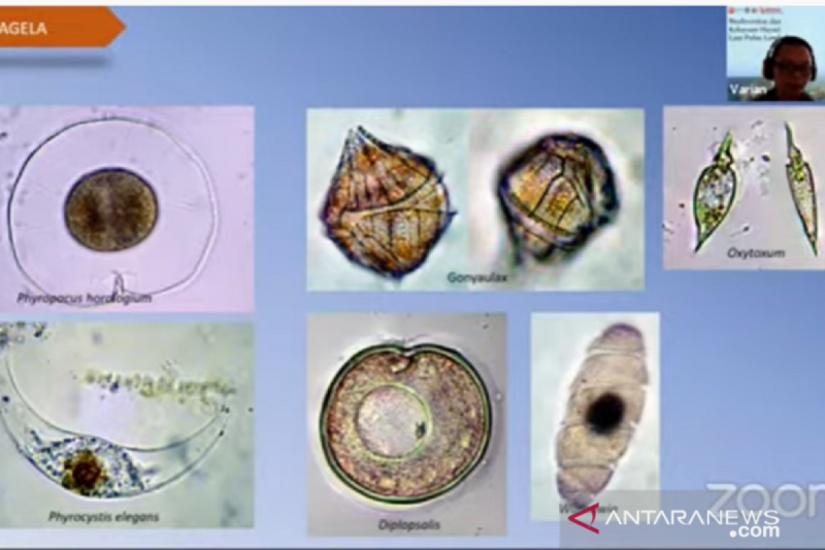 Beberapa jenis fitoplankton berbahaya ditemukan di Lombok Utara