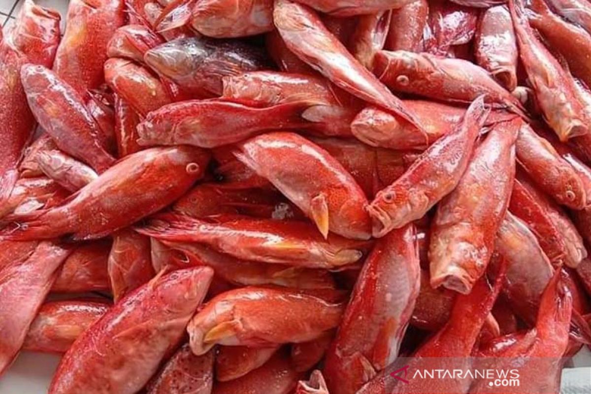 Harga ikan di Pulau Simeulue lebih mahal dari ayam potong