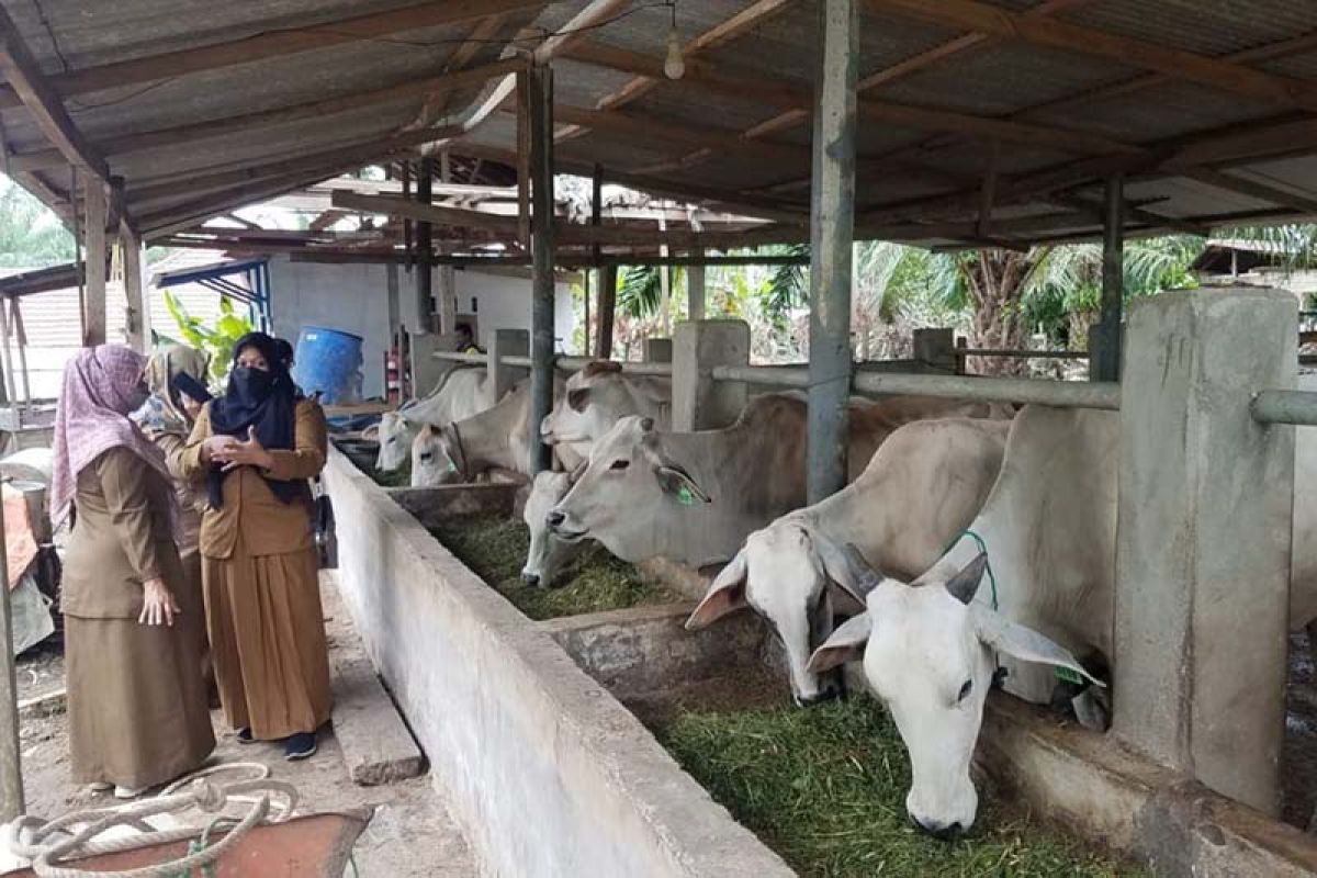 Pemkab Aceh Utara genjot tingkat populasi ternak