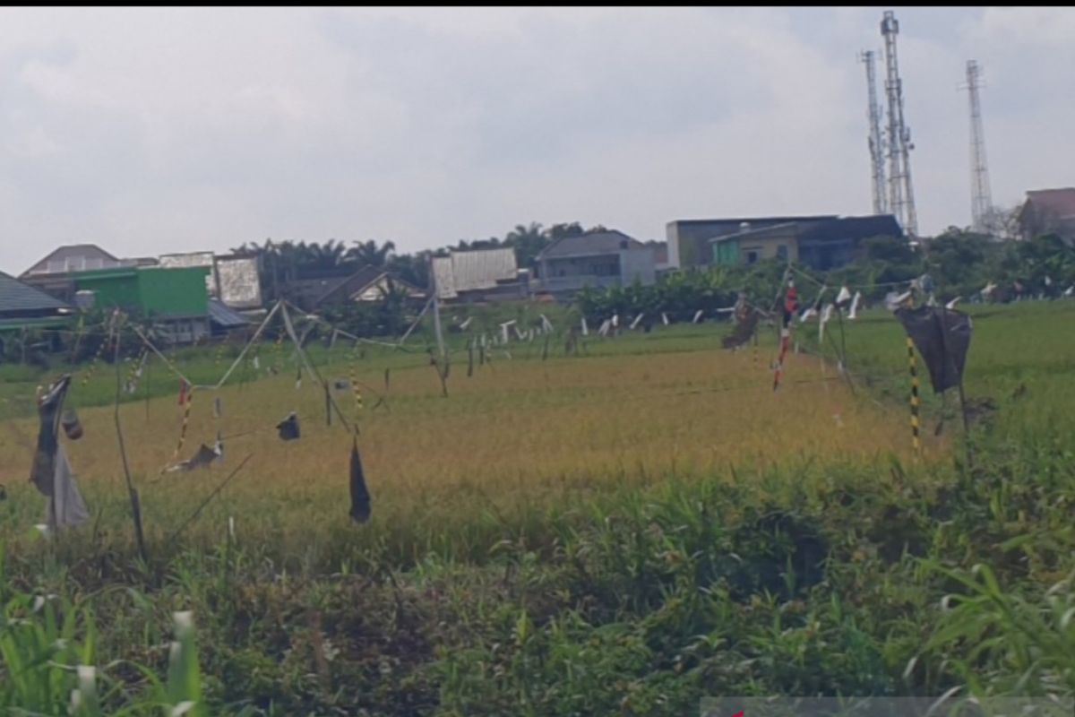 Dinas Pertanian Palembang optimalkan 3.400 hektare lahan sawah