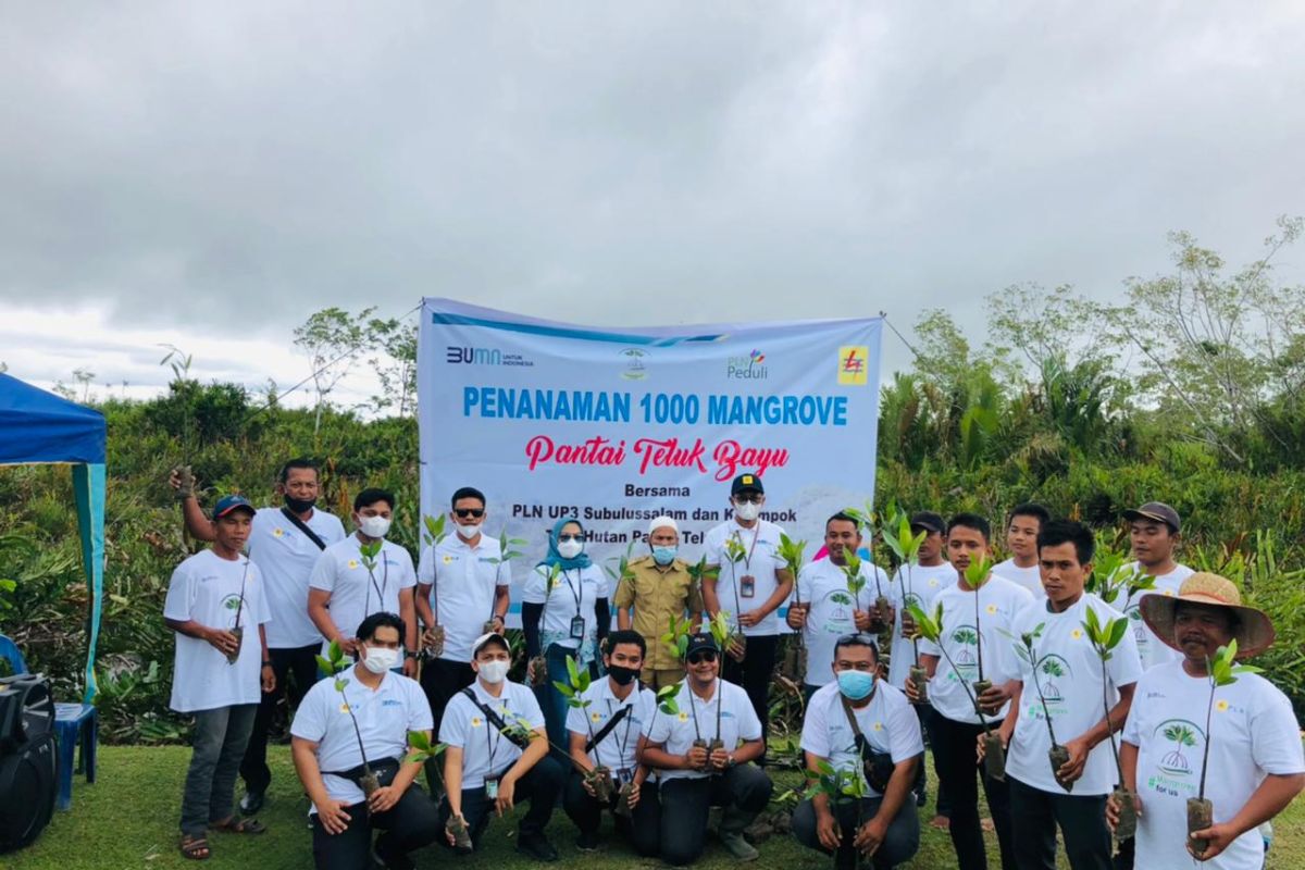 Jaga keseimbangan, PLN UP3 Subulussalam tanam 1.000 mangrove di Aceh Singkil