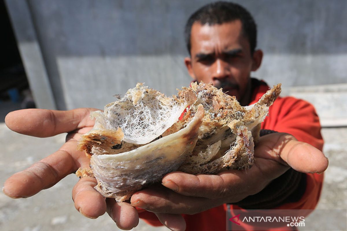 Pemkab Belitung targetkan pajak sarang burung walet capai Rp750 juta