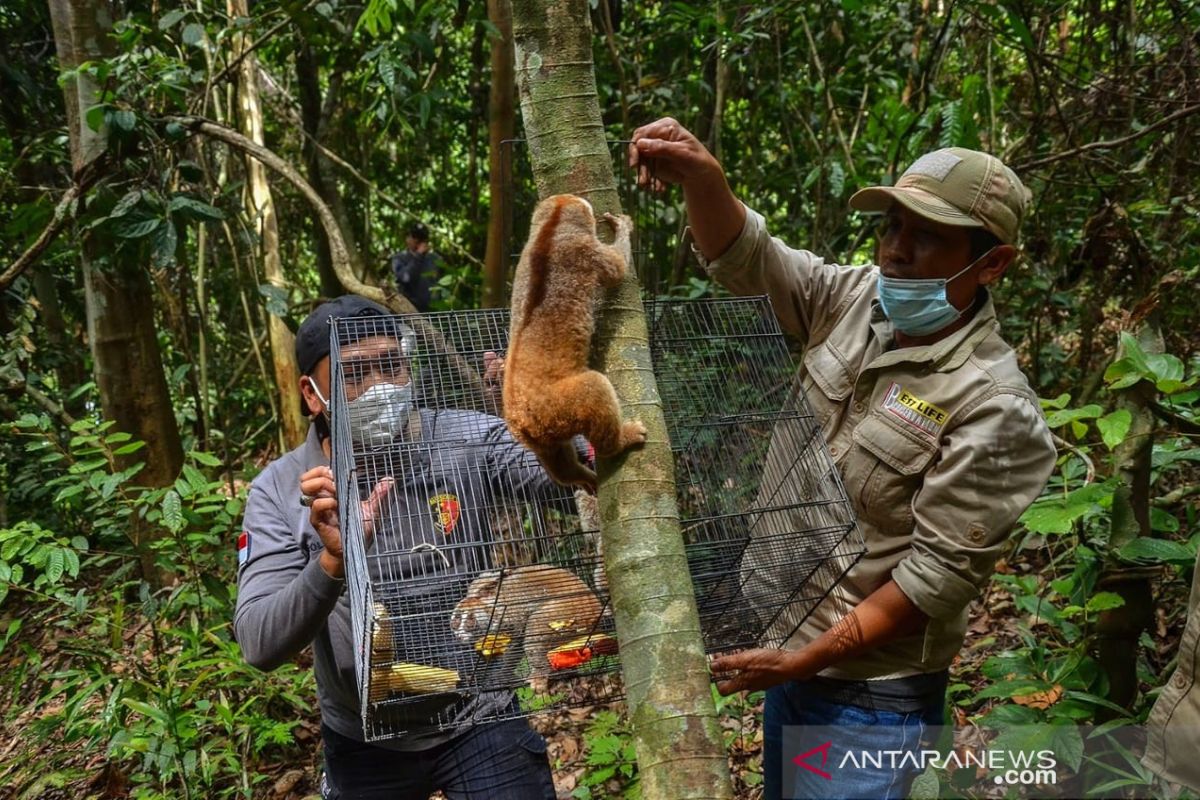 Delapan Kukang hasil operasi TSL di Riau dilepasliarkan