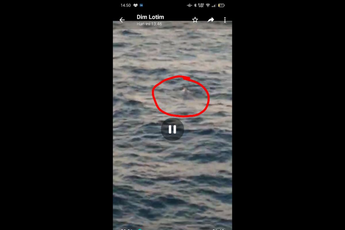 Ini detik-detik video pemuda ditinggal nikah melompat ke laut dari kapal feri Pototano-Kayangan