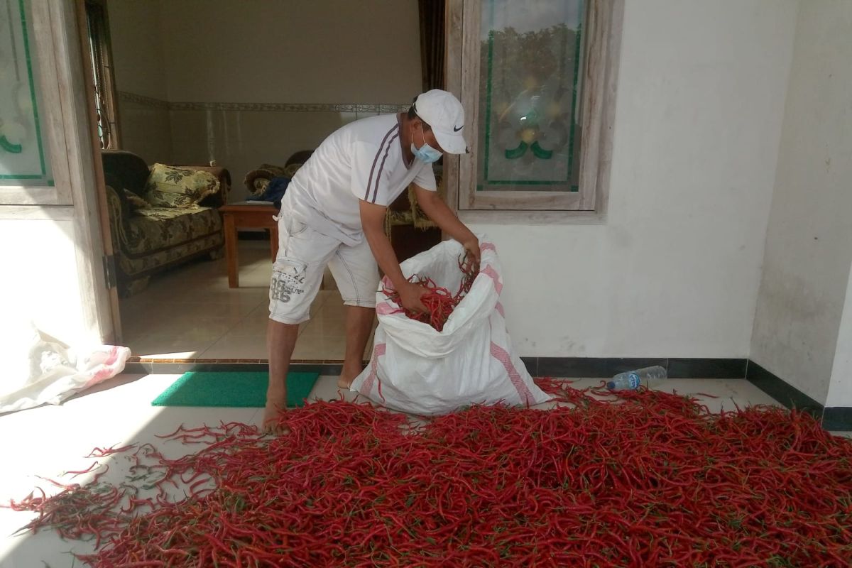 Petani Tulungagung keluhkan turunnya harga cabai di pasaran