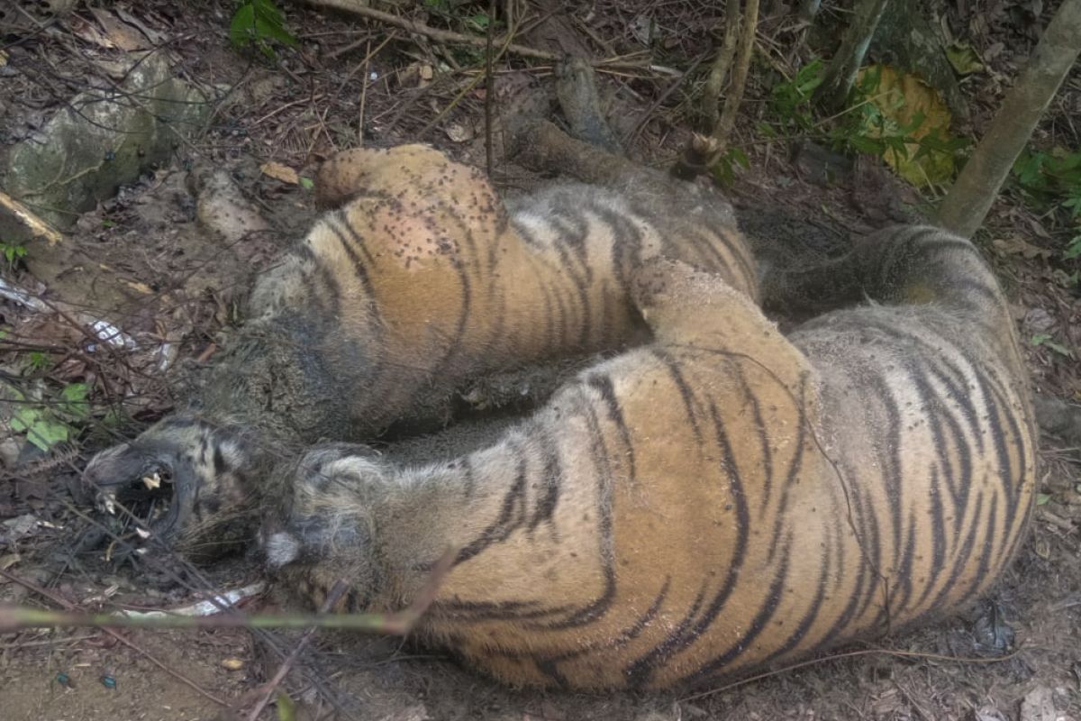 Miris, tiga harimau sumatra ditemukan mati akibat jerat sling baja