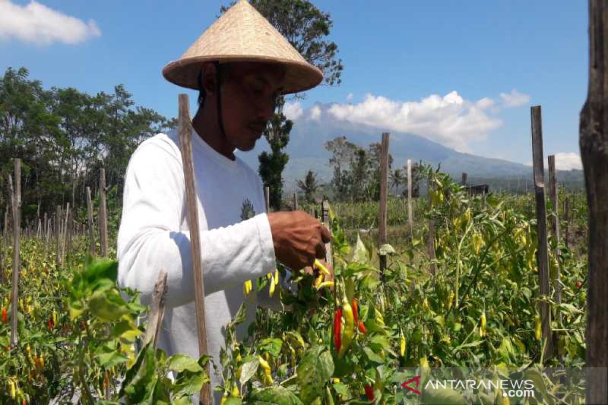 Harga cabai tingkat petani terjun bebas jadi Rp7.000/kg