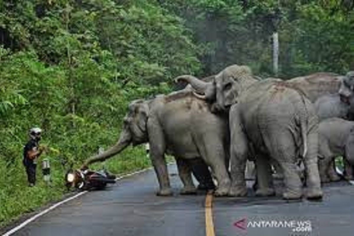 BKSDA Sumsel translokasi gajah liar ke hutan kawasan Suaka Margasatwa Gunung Raya