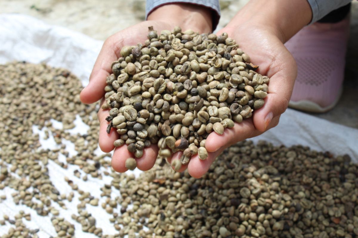 Lampung mampu ekspor 237 ribu ton biji kopi pada tahun 2020