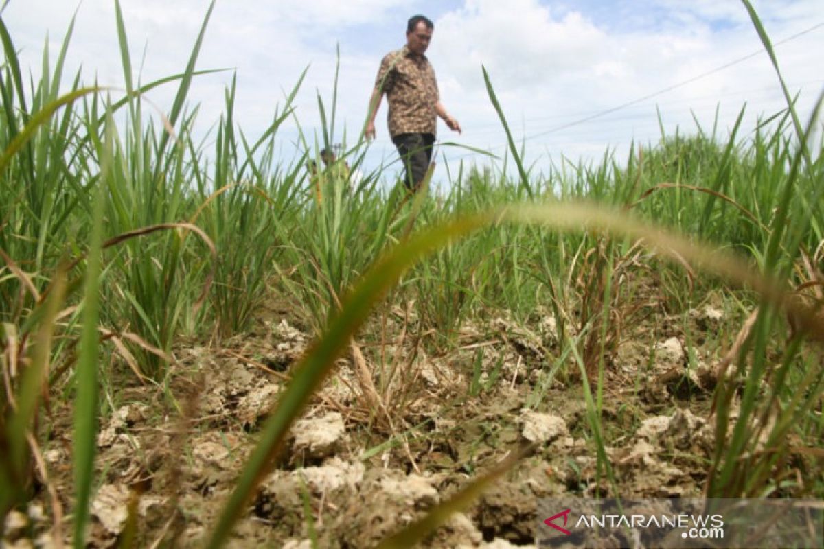 Luas lahan sawah di Aceh berkurang mencapai 80.485 Ha