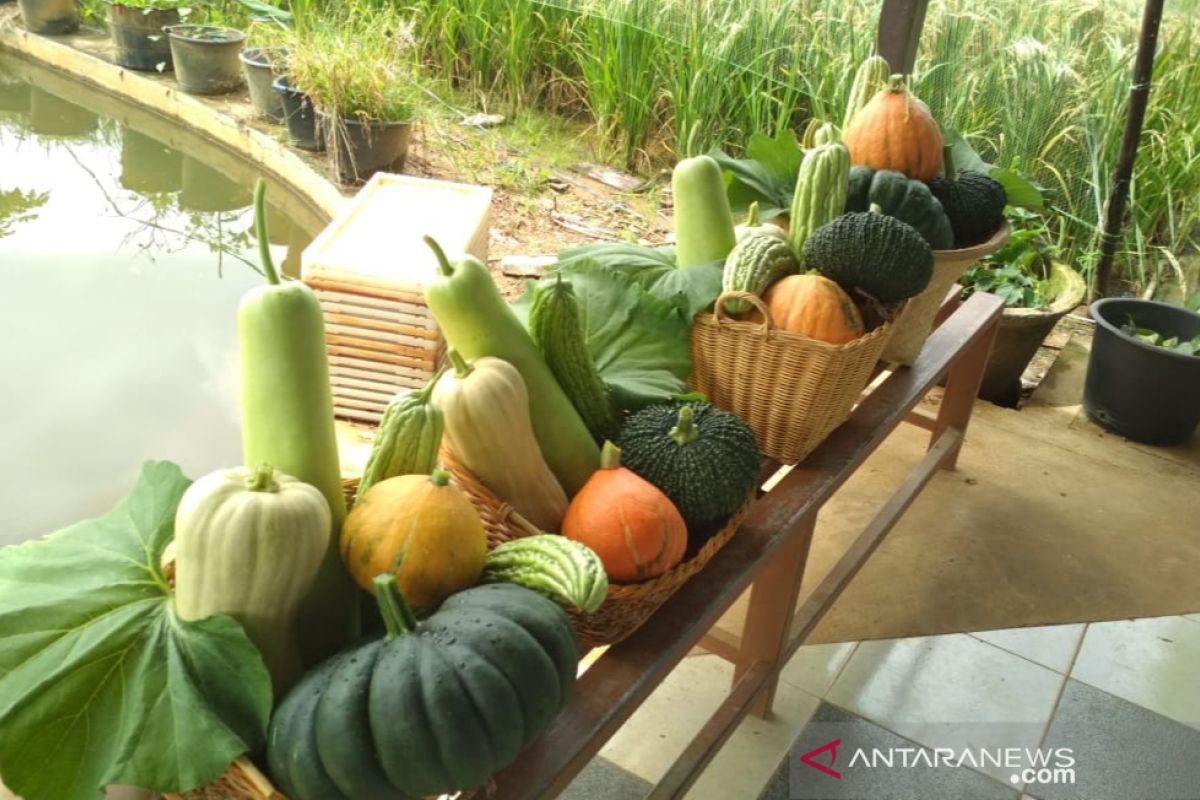 Kalbar terus kampanyekan gemar makan sayuran dan buah lokal