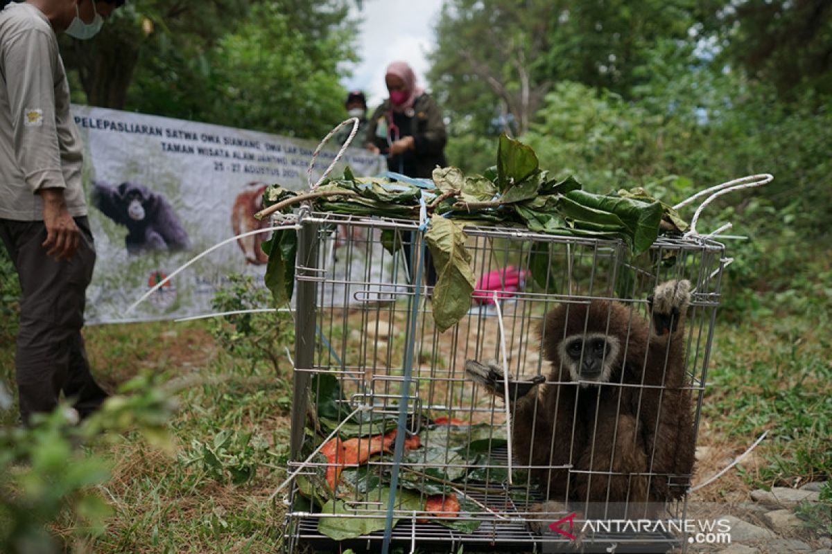BKSDA lepas liarkan lima satwa dilindungi di hutan Aceh