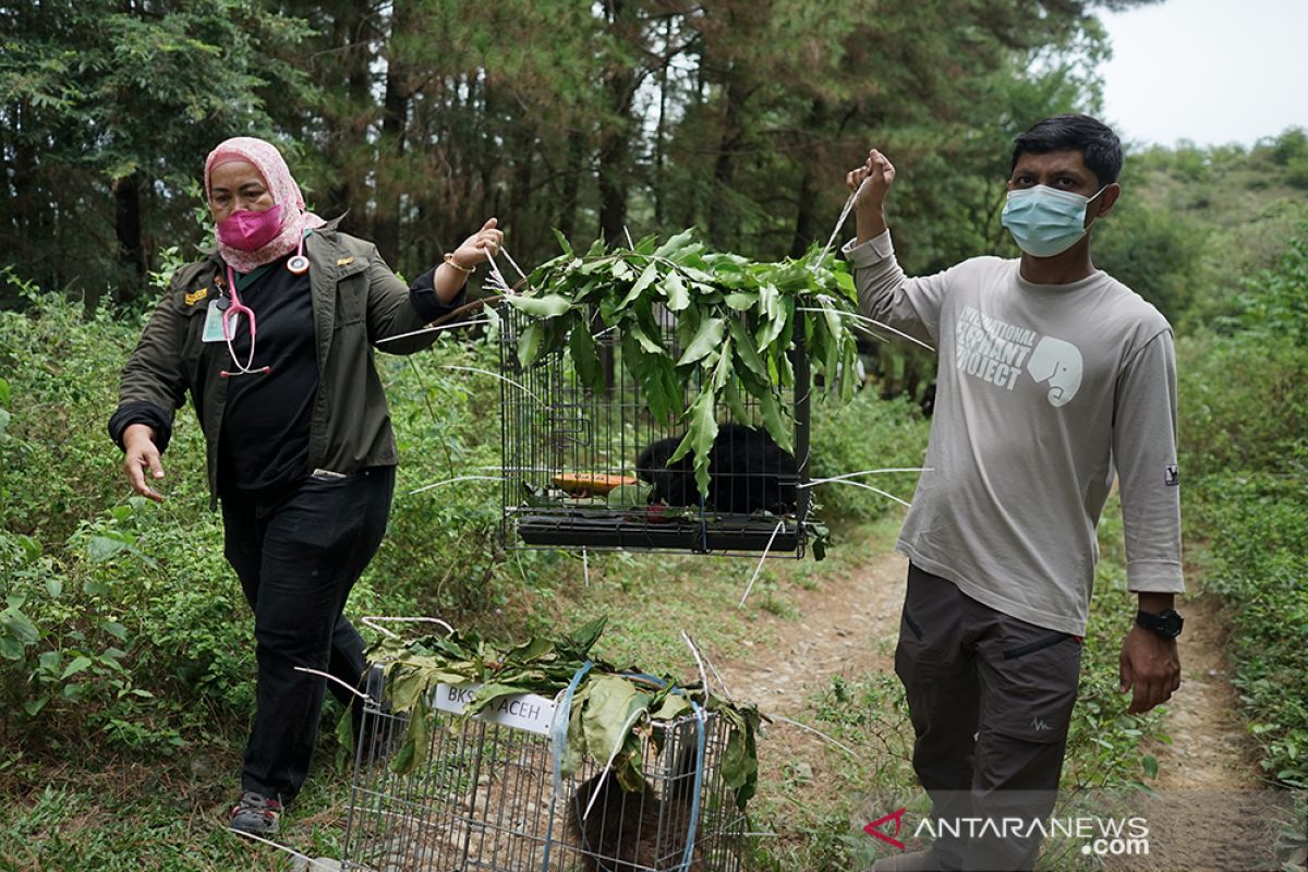 BKSDA lepasliarkan lima satwa dilindungi di hutan Aceh