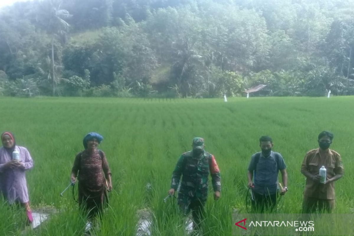 Desa Lantosan Rogas Tapsel pertahankan budidaya padi jajar legowo