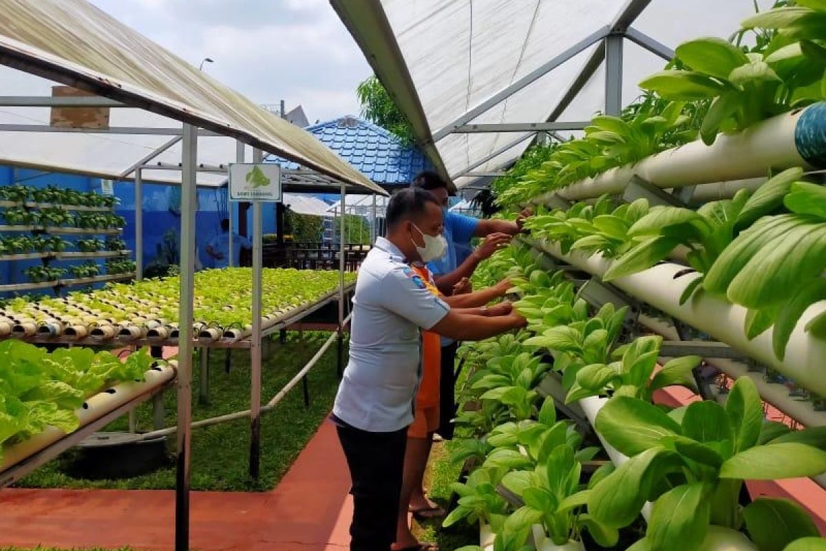 Lapas Binjai panen raya sayur hidroponik