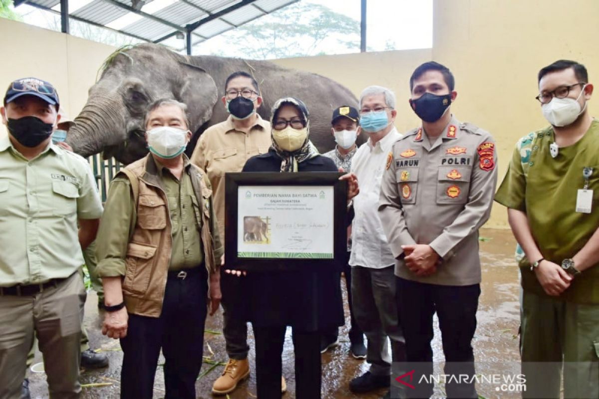 Bupati Bogor berikan nama Bonesia untuk bayi gajah di Taman Safari Indonesia