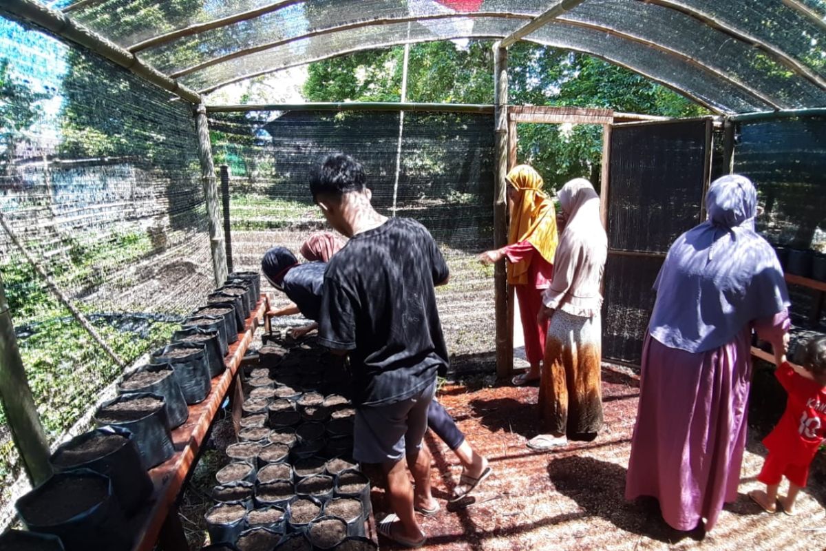 Moluccas Coastal Care kembangkan rumah bibit sayur di Banda, gairahkan petani