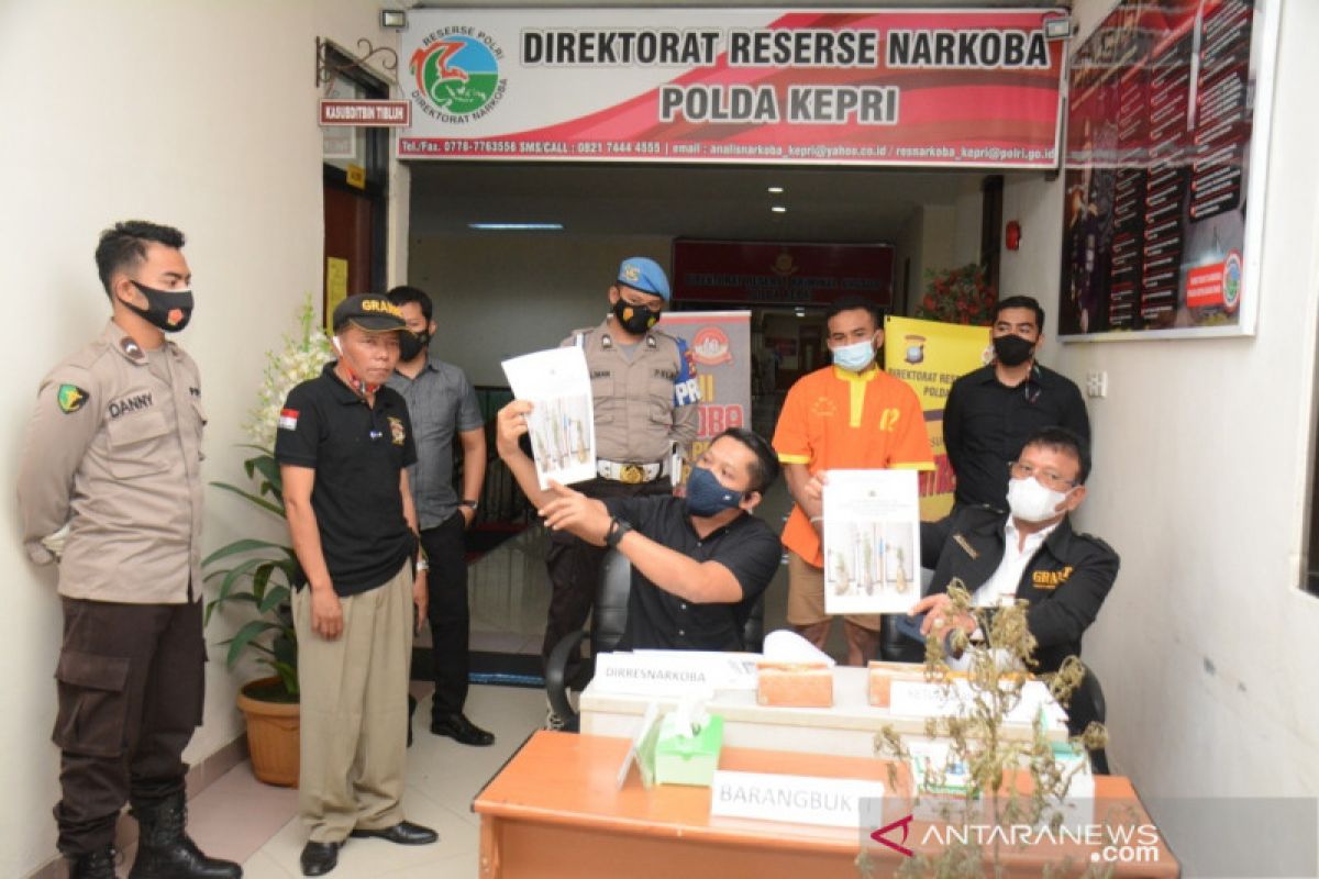 Tanam ganja di halaman rumah warga Batam langsung dipenjara