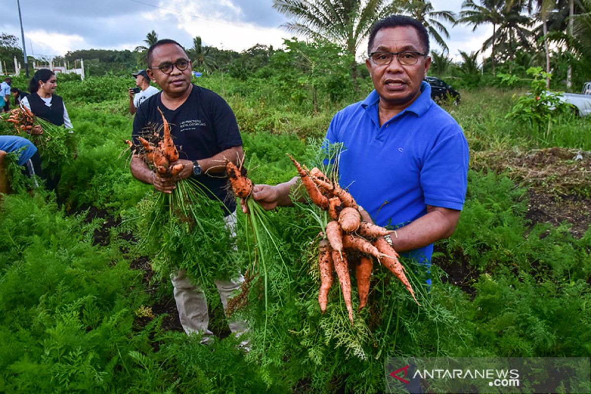 Bupati Tanimbar, wortel dan sapi 