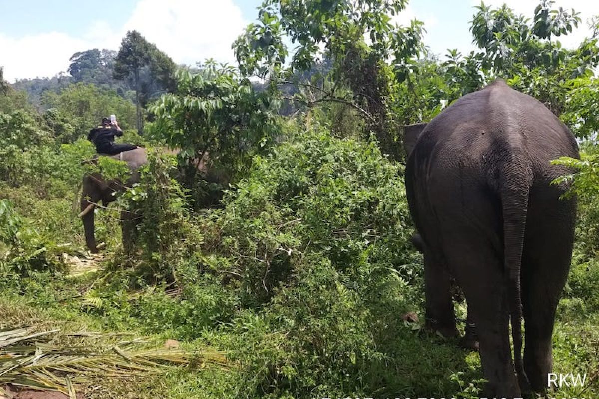 Wakil Bupati Lampung Barat terima bantuan untuk korban konflik gajah liar