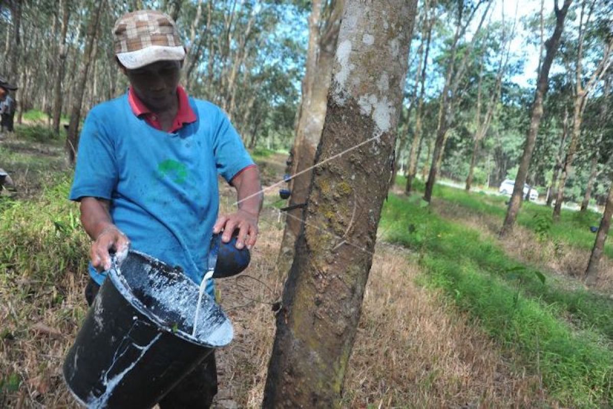 Sumatera Selatan dorong penambahan unit pengolahan karet