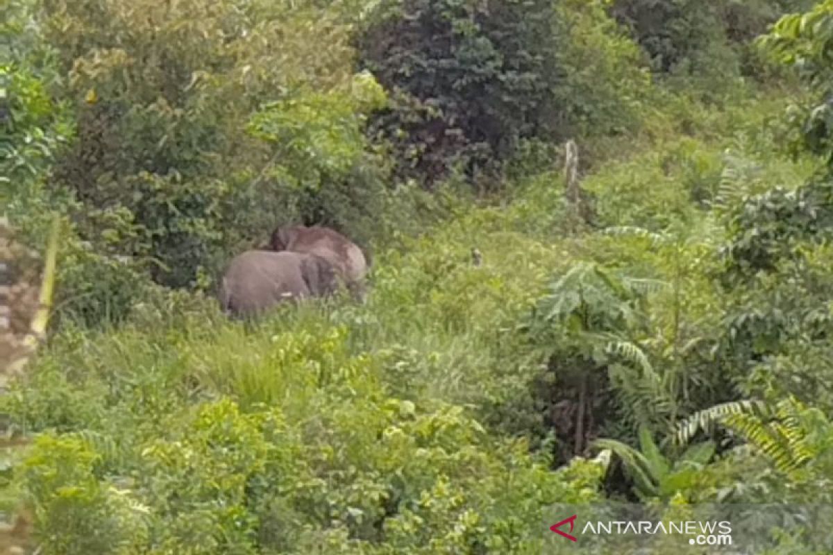 Gajah dari Jambi serang warga Indragiri Hilir Riau