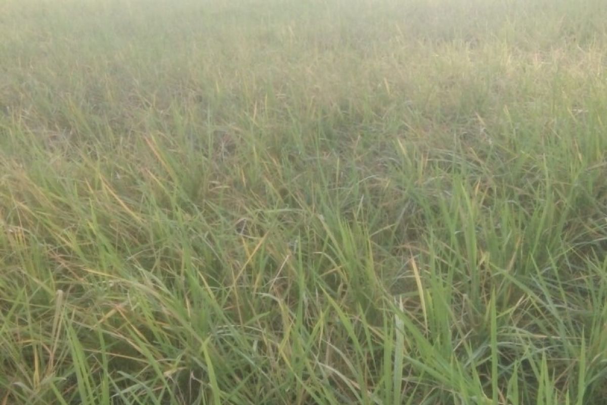 Akibat hama tikus, petani sawah Tapsel satu persatu mulai tinggalkan lahan garapannya