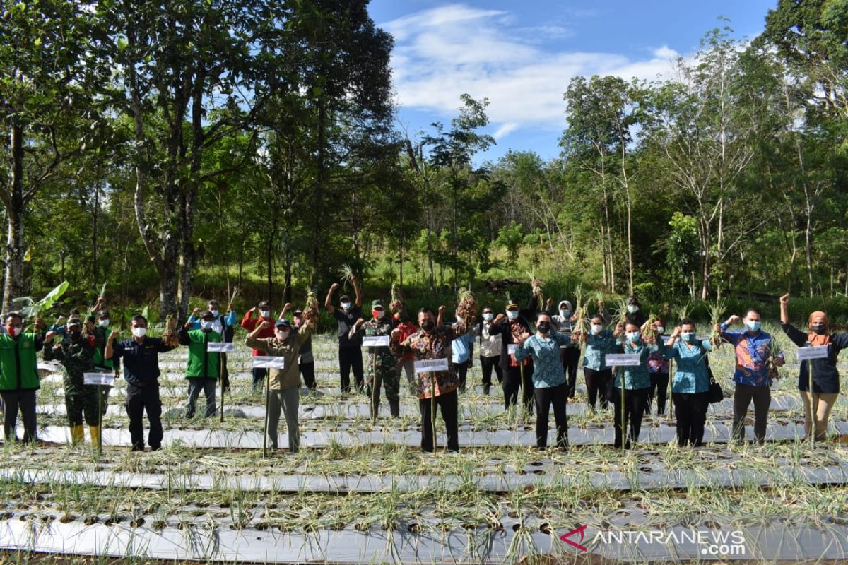 Petani Bengkayang hasilkan bawang merah 11,8 ton per hektare