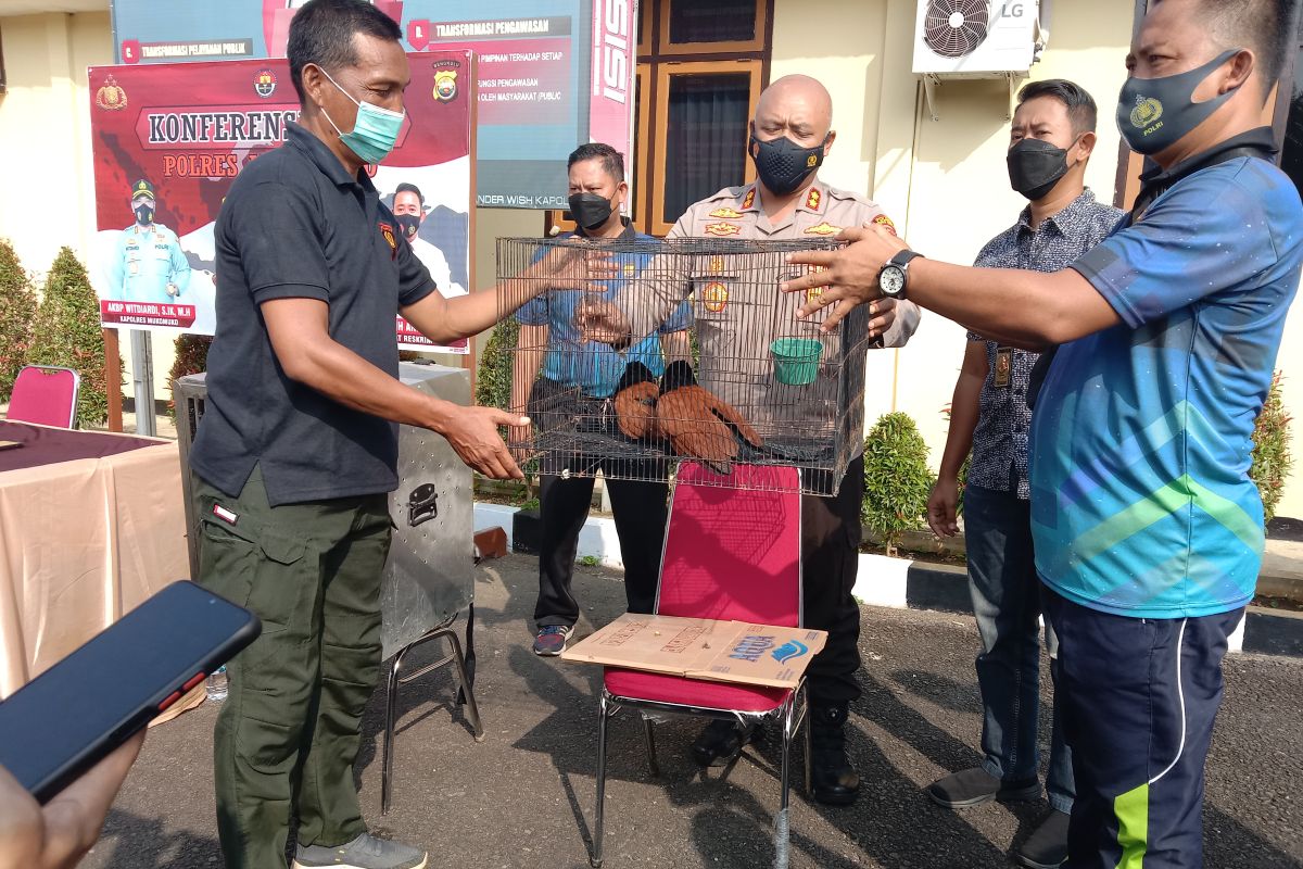 Polisi sita burung dilindungi yang hampir punah dari warga Mukomuko