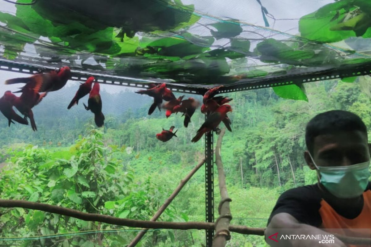 BKSDA lepasliarkan 25 ekor burung dilindungi di Maluku Utara, jaga jangan sampai punah