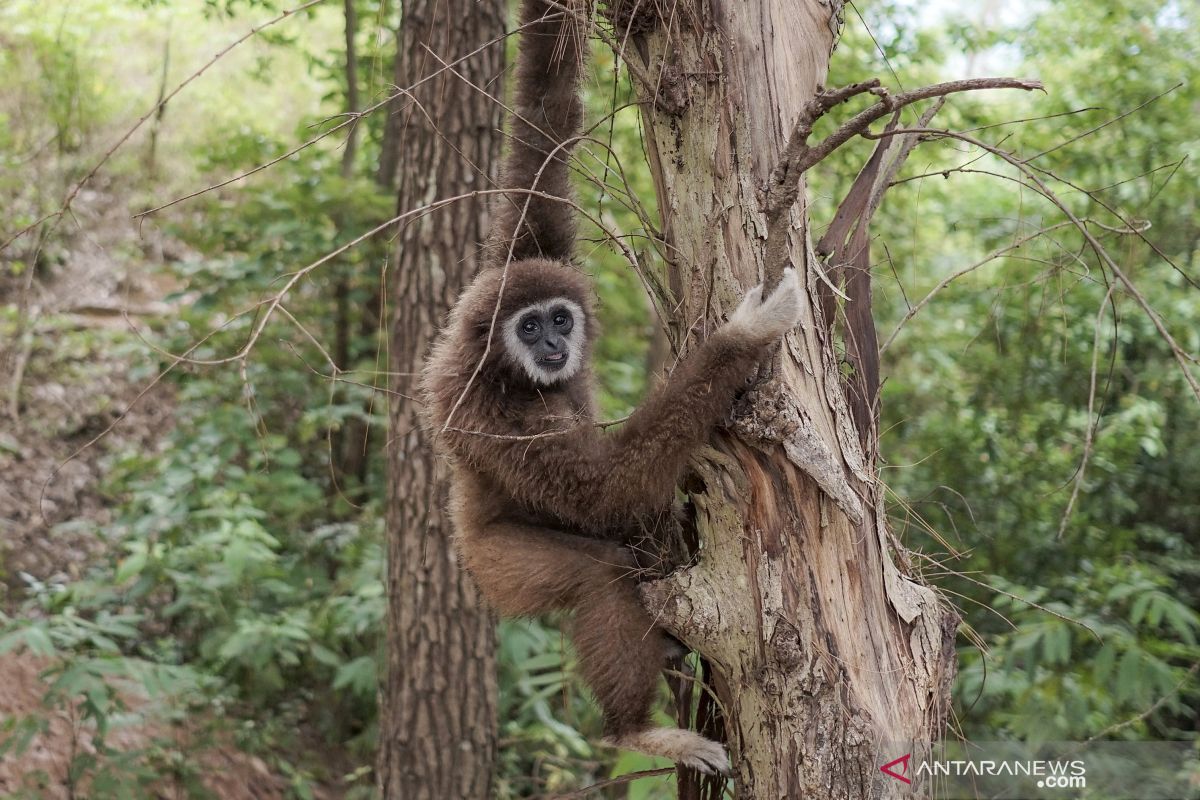 IPB: 30 spesies primata di Indonesia kemungkinan punah 2050