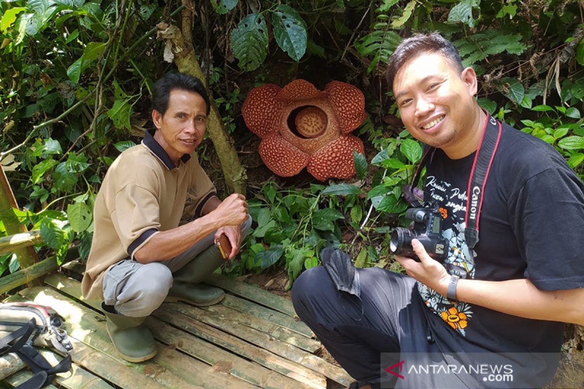 Warga Bengkulu berhasil menangkar Rafflesia arnoldii