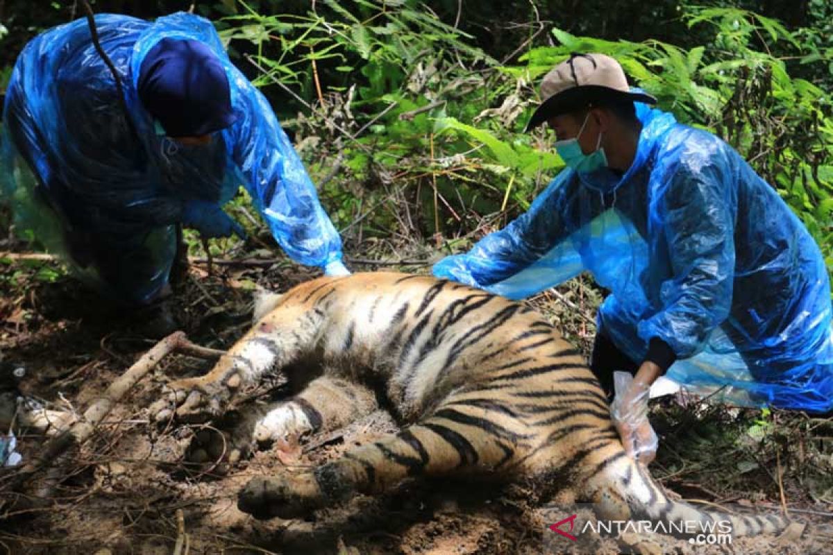 Bupati Aceh Selatan sesalkan tiga harimau mati terjerat