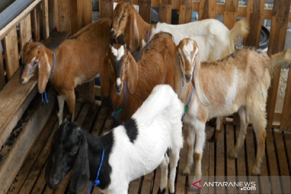 Tujuh kelompok tani di Kolaka Timur dapat bantuan kambing dan ayam