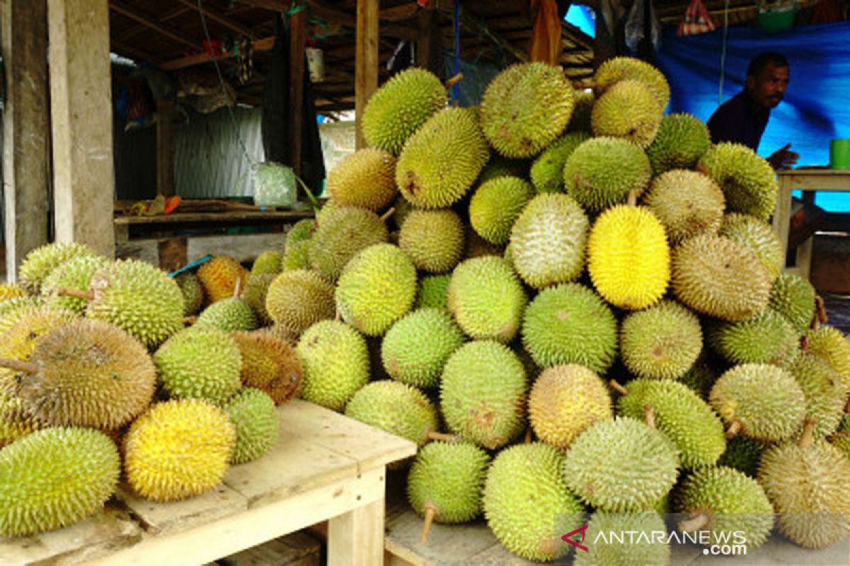 Musim panen durian di Mamuju