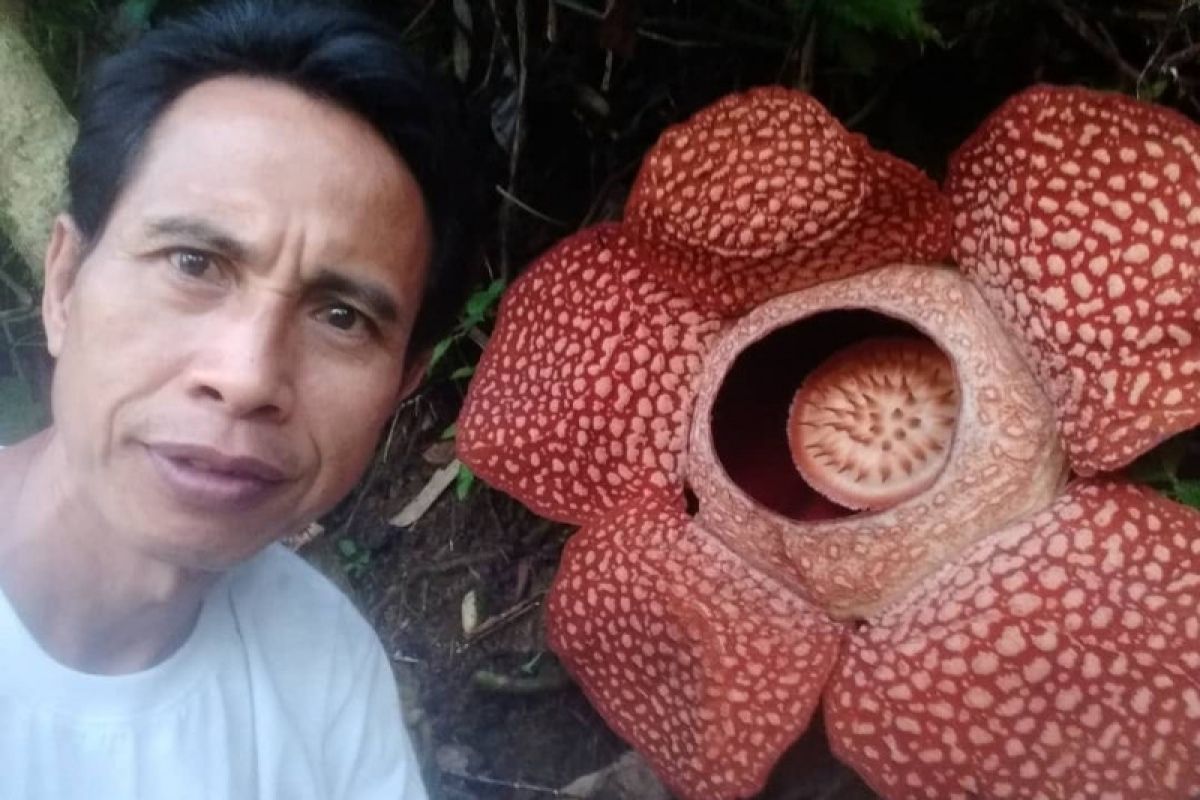 5 hari mekar, bunga Rafflesia arnoldii di Kepahiang masih segar dan cantik