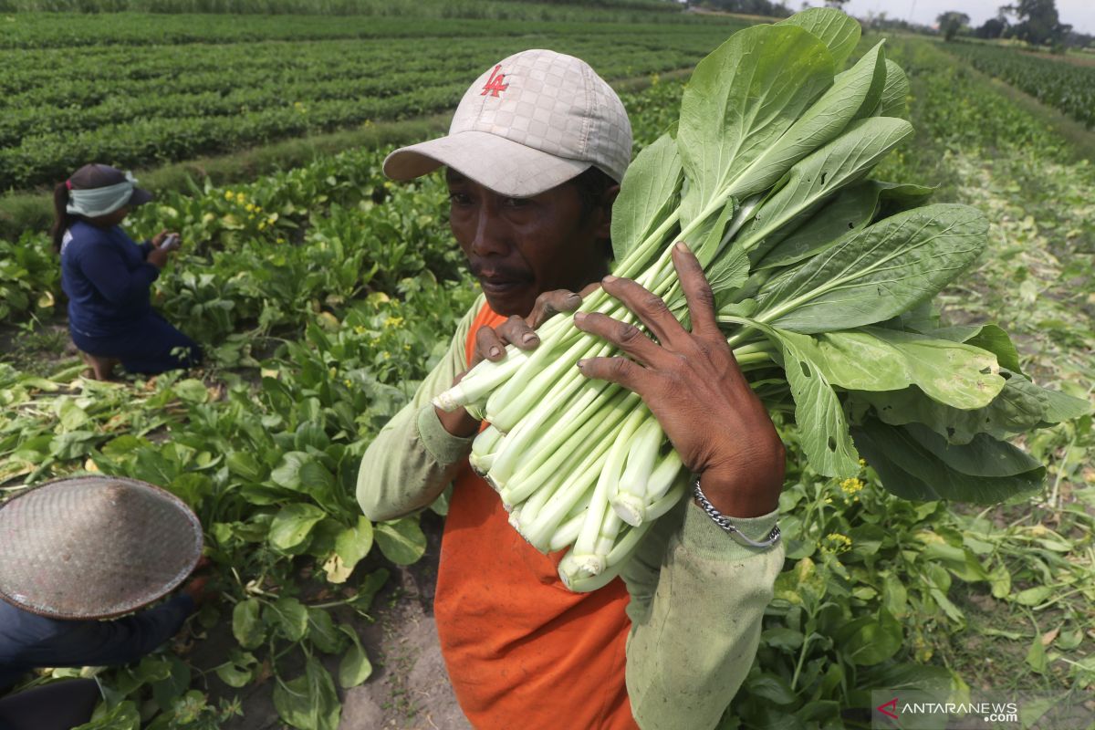 Farmer's exchange rate up 1.16% in August: BPS