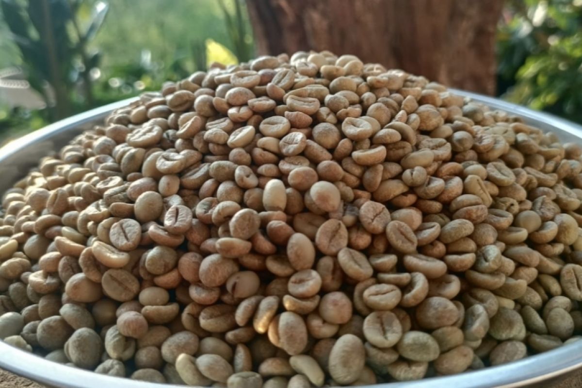 Petani Lampung Barat mulai lirik budidaya kopi organik