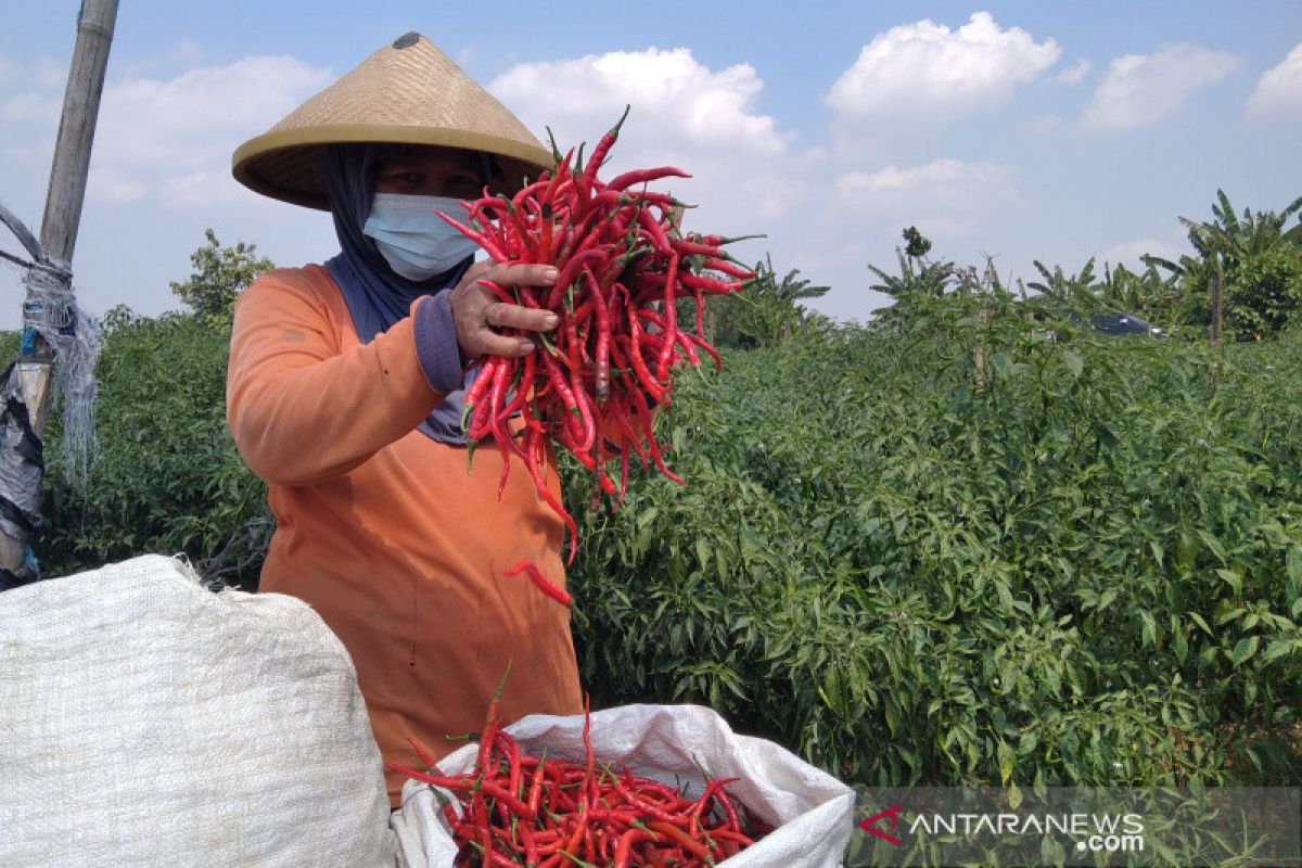 Peneliti sarankan sistem rantai dingin atasi fluktuasi harga cabai