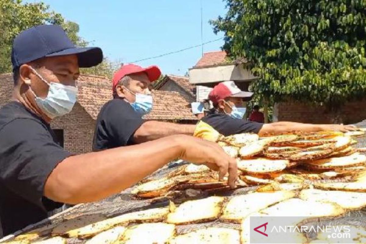 Petani porang jual hasil panen dalam bentuk 