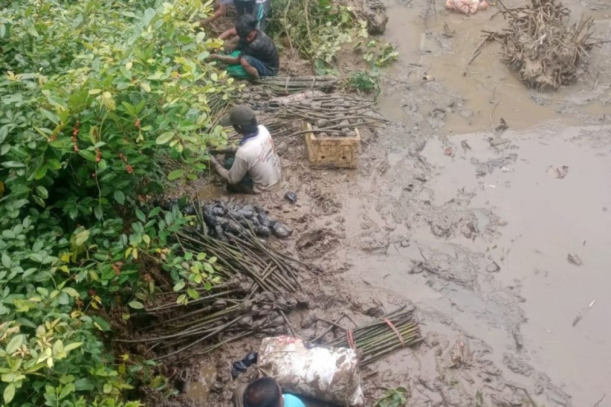 Program penanaman mangrove yang dikembangkan BRGM dinilai bermanfaat untuk petambak