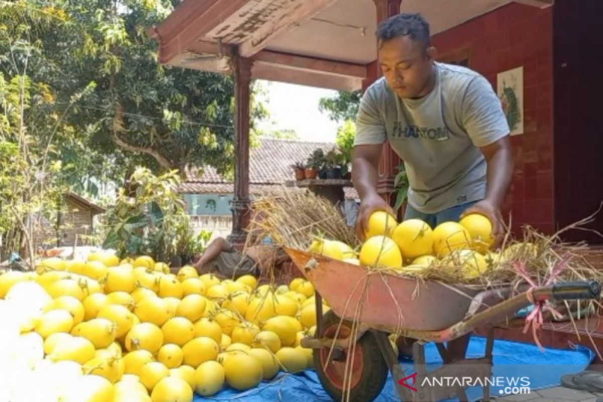 Petani melon di Madiun raup omzet puluhan juta rupiah