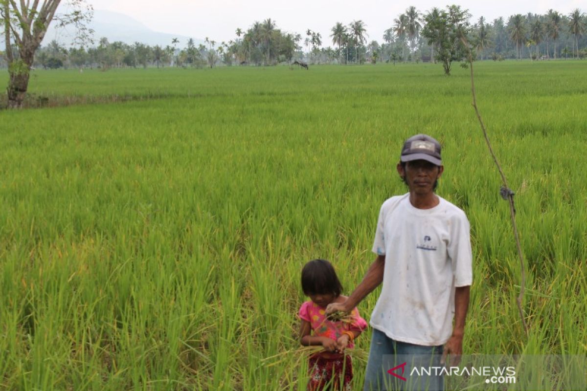 Hama tikus menyerang sawah Tatengger Tapsel, Petani: Ini sebuah musibah