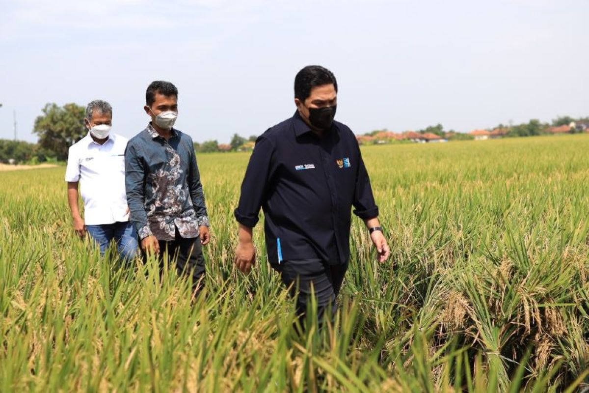 Erick Thohir - BRI dukung produksi padi model klaster di Cirebon