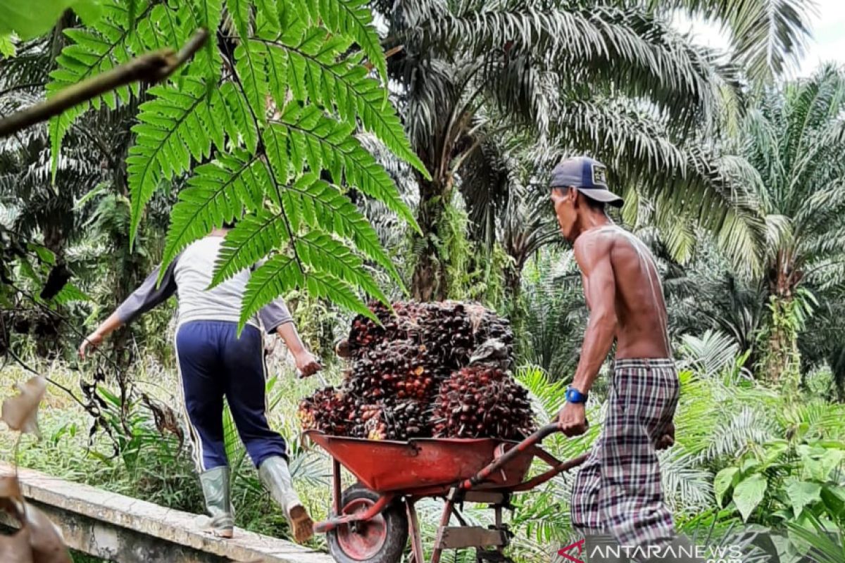 Harga TBS sawit tembus Rp2.542 per kilogram dan selamatkan ekonomi masyarakat